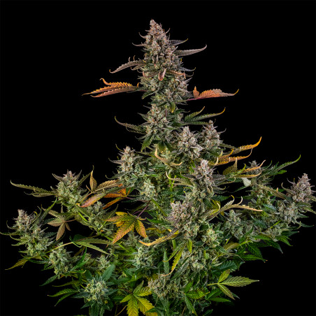 Triangle Kush Auto 10er Silent Seeds
