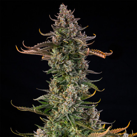 Triangle Kush Auto 10er Silent Seeds
