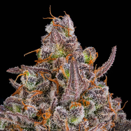 Triangle Kush Auto 10er Silent Seeds