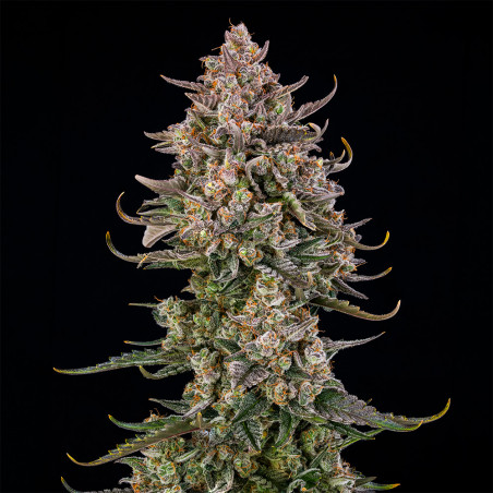 Triangle Kush Auto 10er Silent Seeds