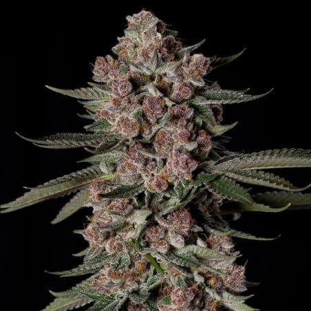 Tropical Jam 10er Silent Seeds