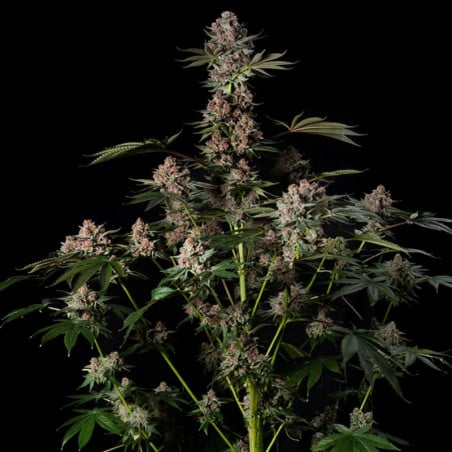 Tropical Jam 10er Silent Seeds