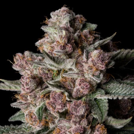 Tropical Jam 10er Silent Seeds