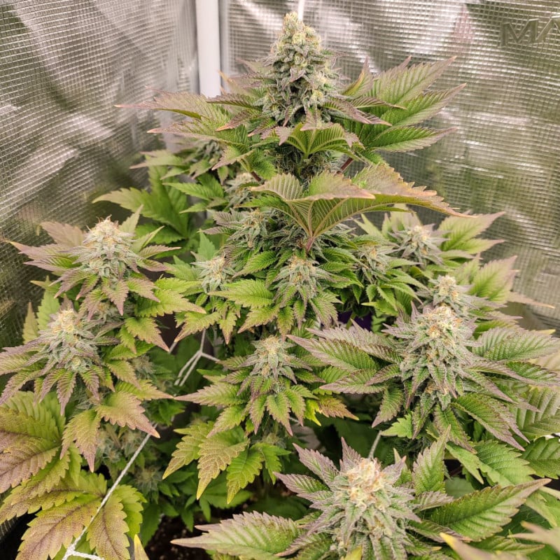 Tropical Tangie von Dutch Passion