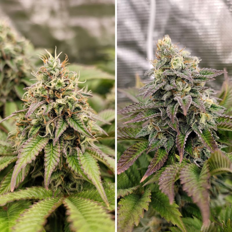 Tropical Tangie von Dutch Passion