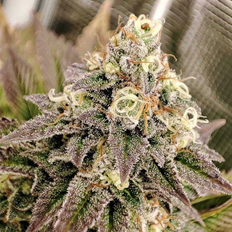 Tropical Tangie von Dutch Passion