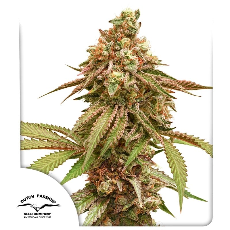 Tropical Tangie ® von Dutch Passion