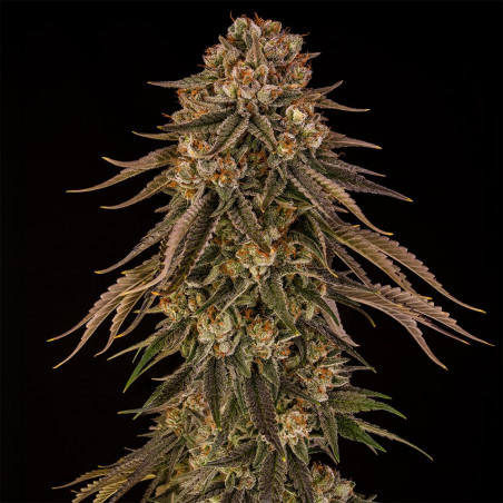 Tropical Velvet Fast CBD 10er Silent Seeds
