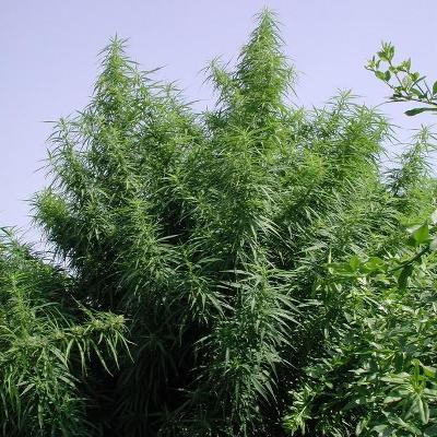 Tropical Mix von ACE Seeds