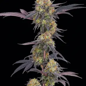 Tropicana Cherry von Barney’s Farm