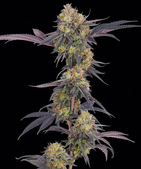 Tropicana Cherry von Barney’s Farm
