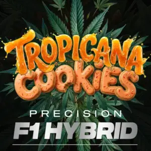 Tropicana Cookies Auto von Barney’s Farm