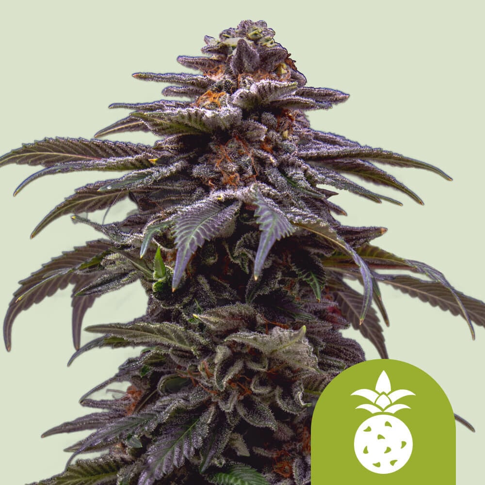 Tropicana Cookies Purple Auto von Royal Queen Seeds