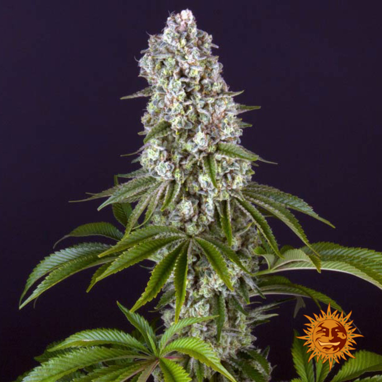 Tropicanna Banana Barney’s Farm