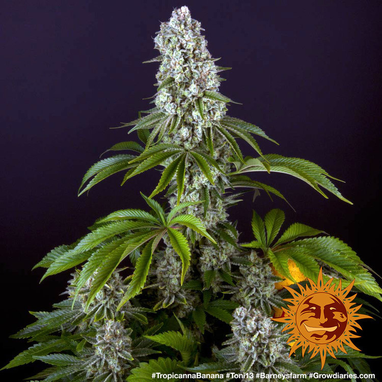 Tropicanna Banana Barney’s Farm