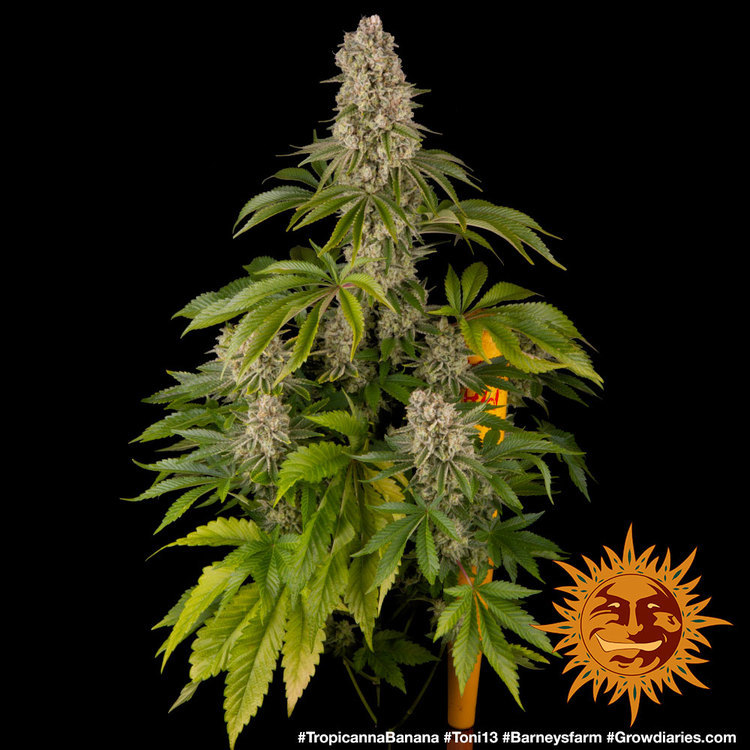 Tropicanna Banana Barney’s Farm