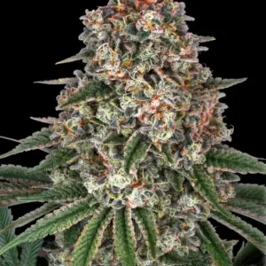 Tropicanna Banana Barney's Farm