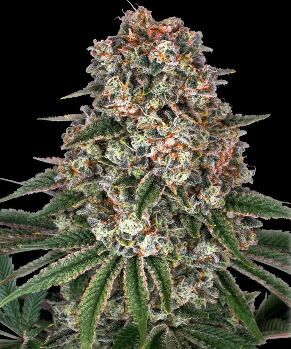Tropicanna Banana Barney's Farm