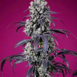 Tropicanna Cherry XL Auto von Sweet Seeds