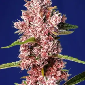 Tropicanna Poison F1 Fast Version von Sweet Seeds