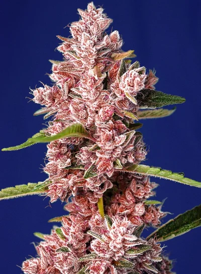 Tropicanna Poison F1 Fast Version von Sweet Seeds