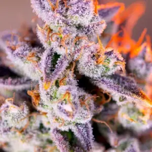 Tropicanna Poison XL Auto von Sweet Seeds