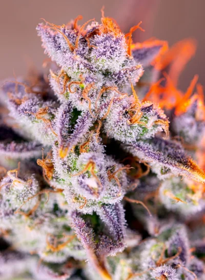 Tropicanna Poison XL Auto von Sweet Seeds
