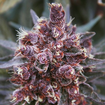 Violeta von ACE Seeds