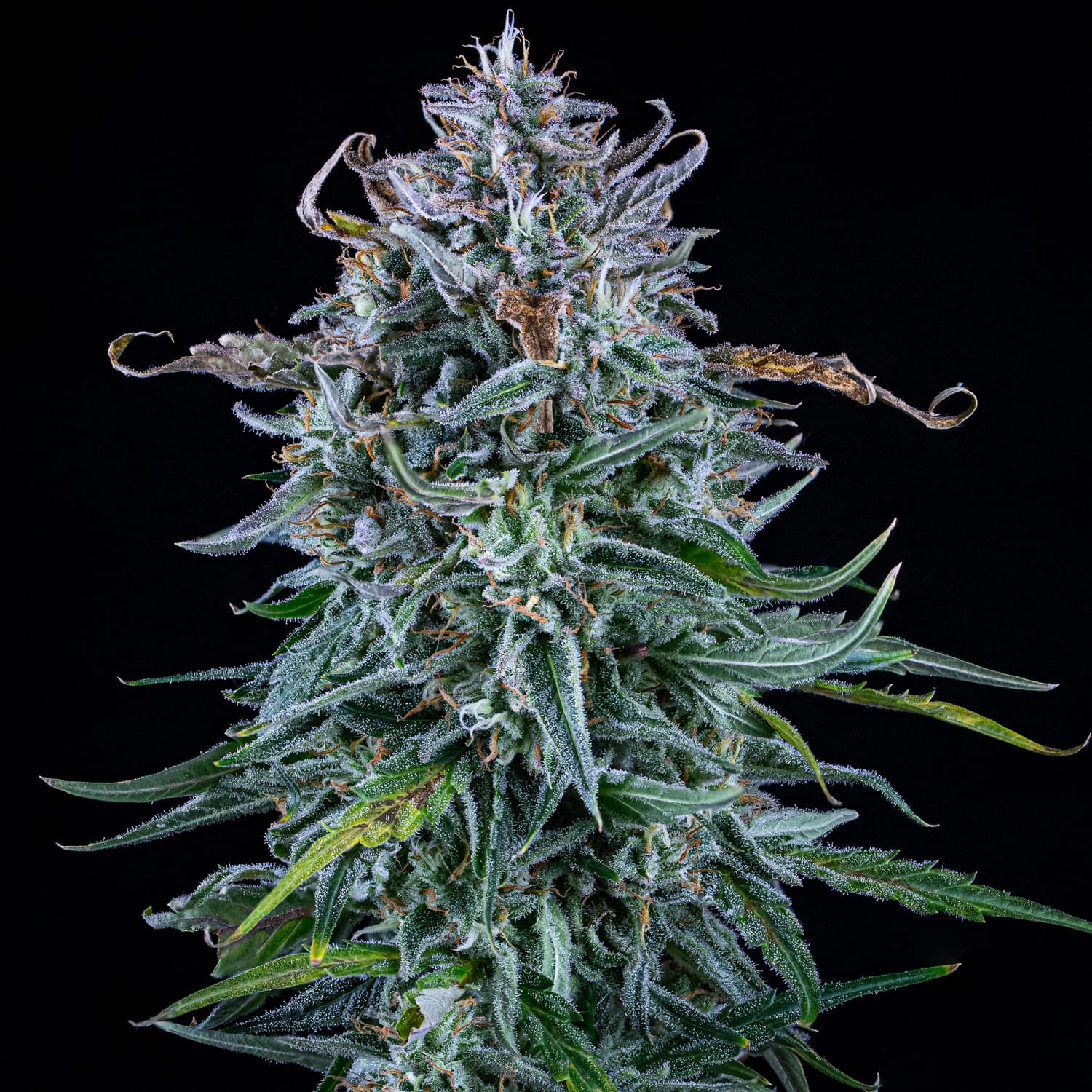 walter white bx1 3+2er – mephisto genetics (autoflower samen)