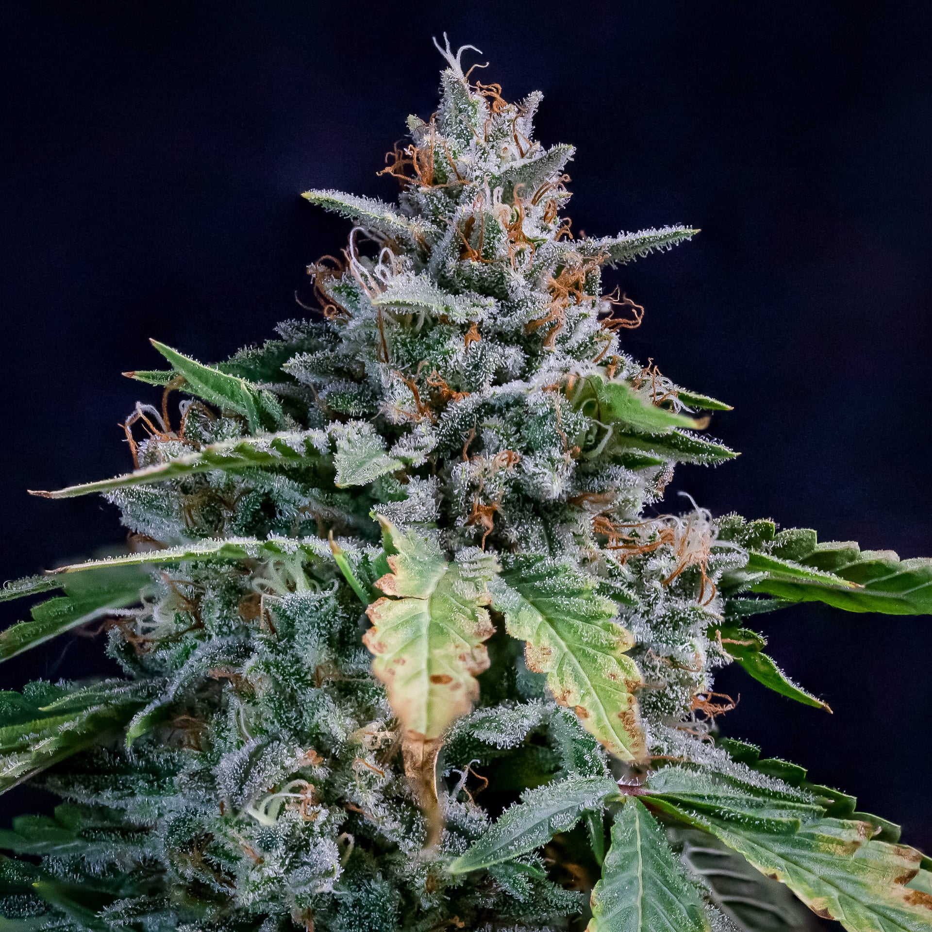 walter white 3+2er – mephisto genetics (autoflower samen)