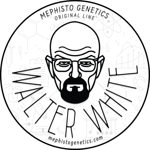 walter white 3+2er – mephisto genetics (autoflower samen)