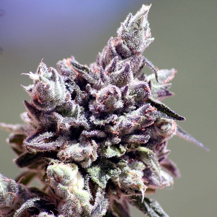 Washing Machine von Ripper Seeds