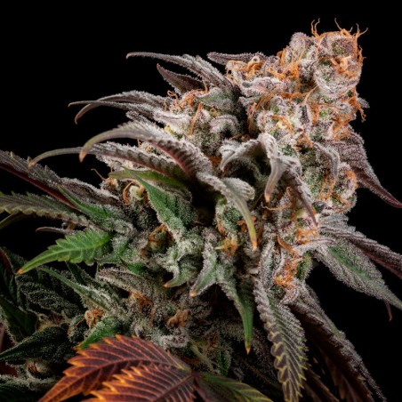 Watermelon Runtz 10er Silent Seeds