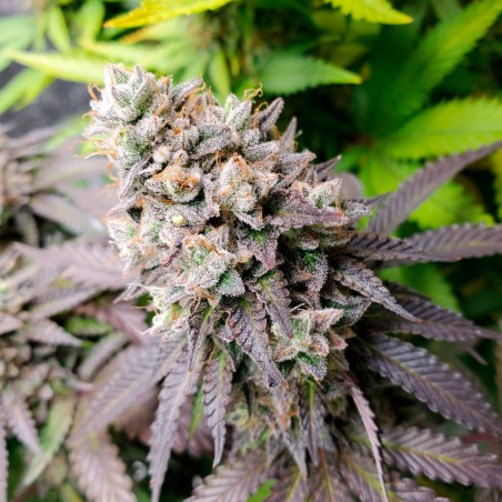 Watermelon Runtz 10er Silent Seeds