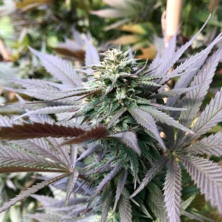 Watermelon Runtz 10er Silent Seeds