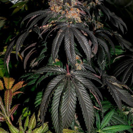 Watermelon Runtz 10er Silent Seeds
