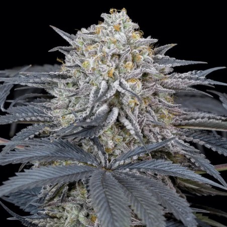 Watermelon Runtz 10er Silent Seeds