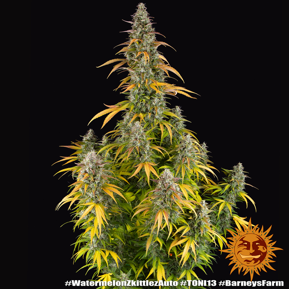 Watermelon Zkittlez Auto Barney’s Farm