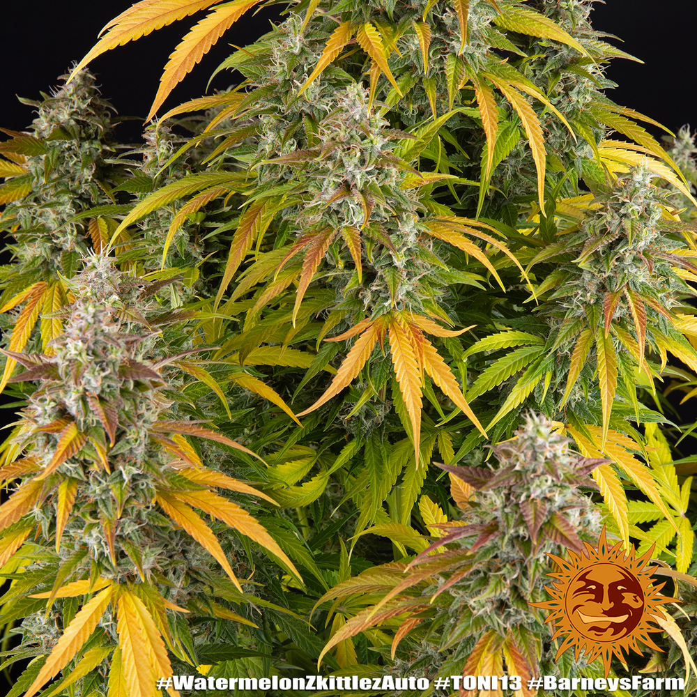Watermelon Zkittlez Auto Barney’s Farm