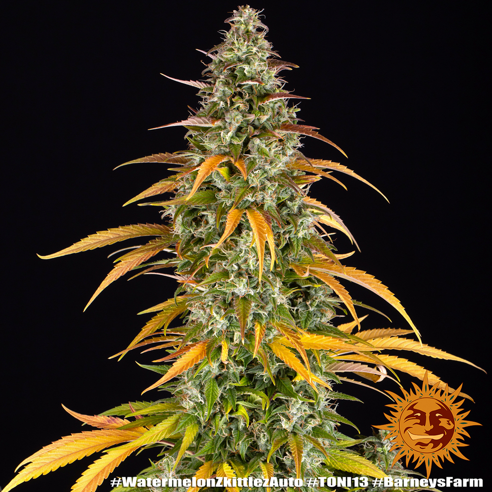 Watermelon Zkittlez Auto Barney’s Farm
