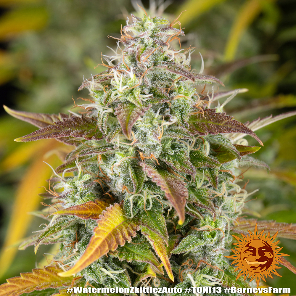 Watermelon Zkittlez Auto Barney’s Farm