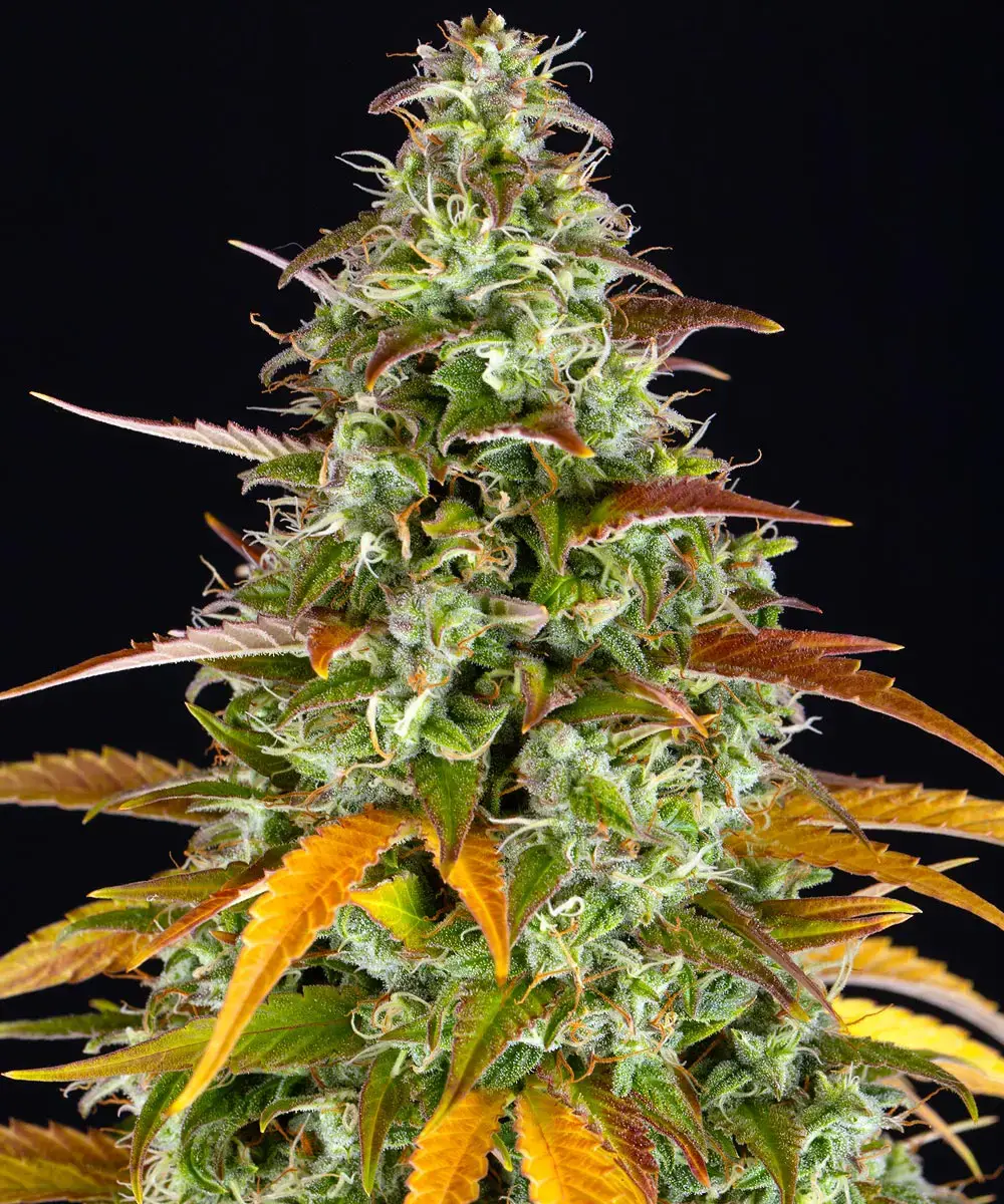 Watermelon Zkittlez Auto 1 St. Barney’s Farm