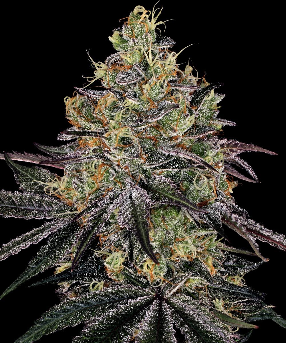 Watermelon Zkittlez Barney's Farm