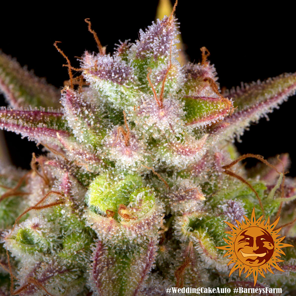 Wedding Cake Auto Barney’s Farm