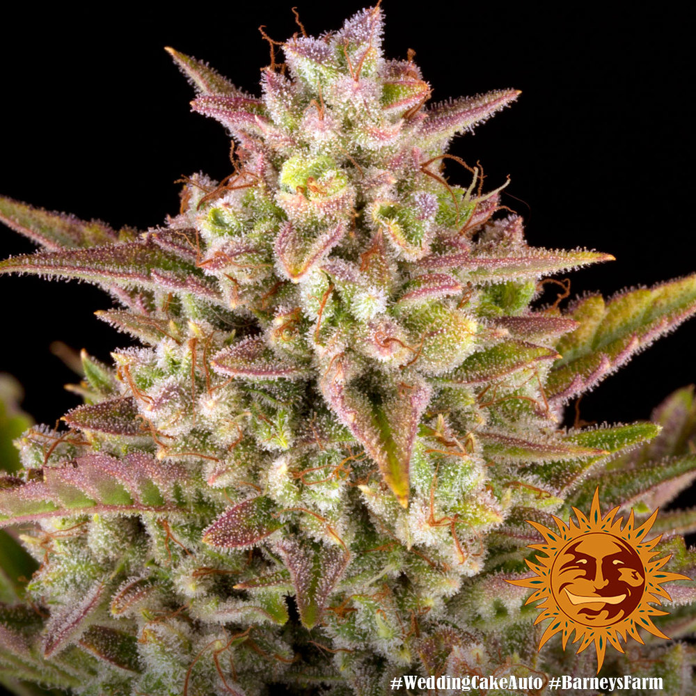 Wedding Cake Auto Barney’s Farm