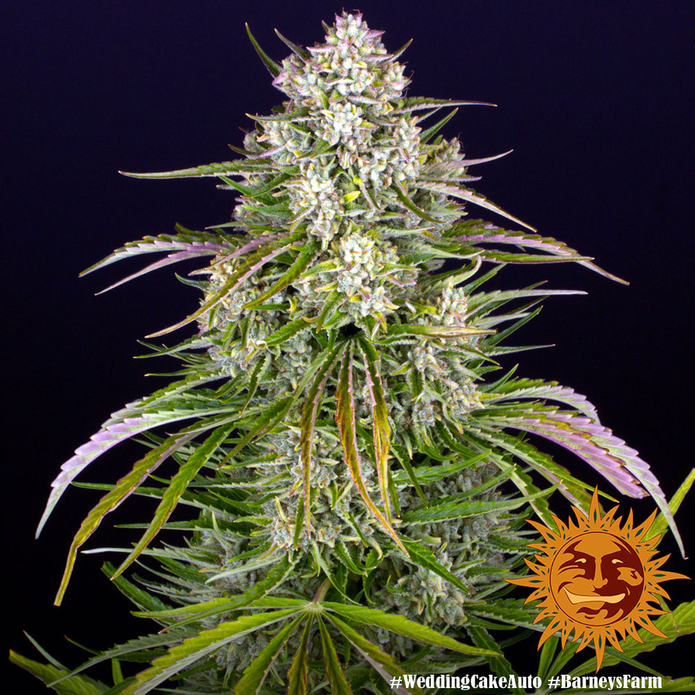Wedding Cake Auto Barney’s Farm