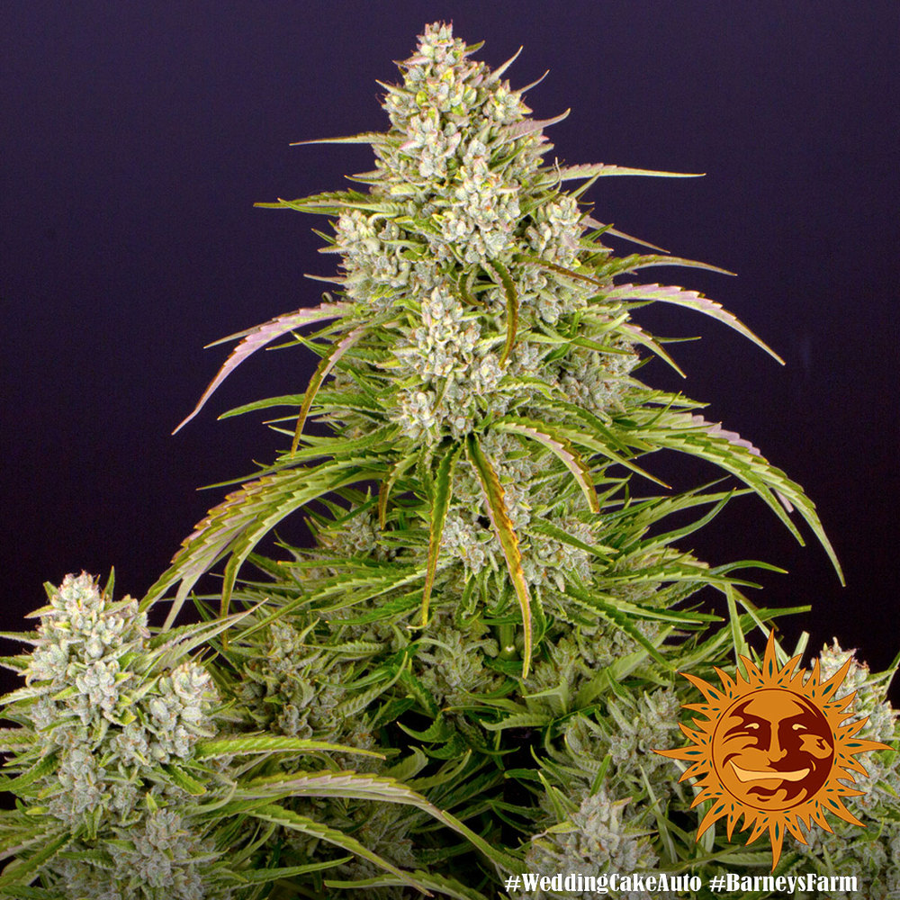Wedding Cake Auto Barney’s Farm