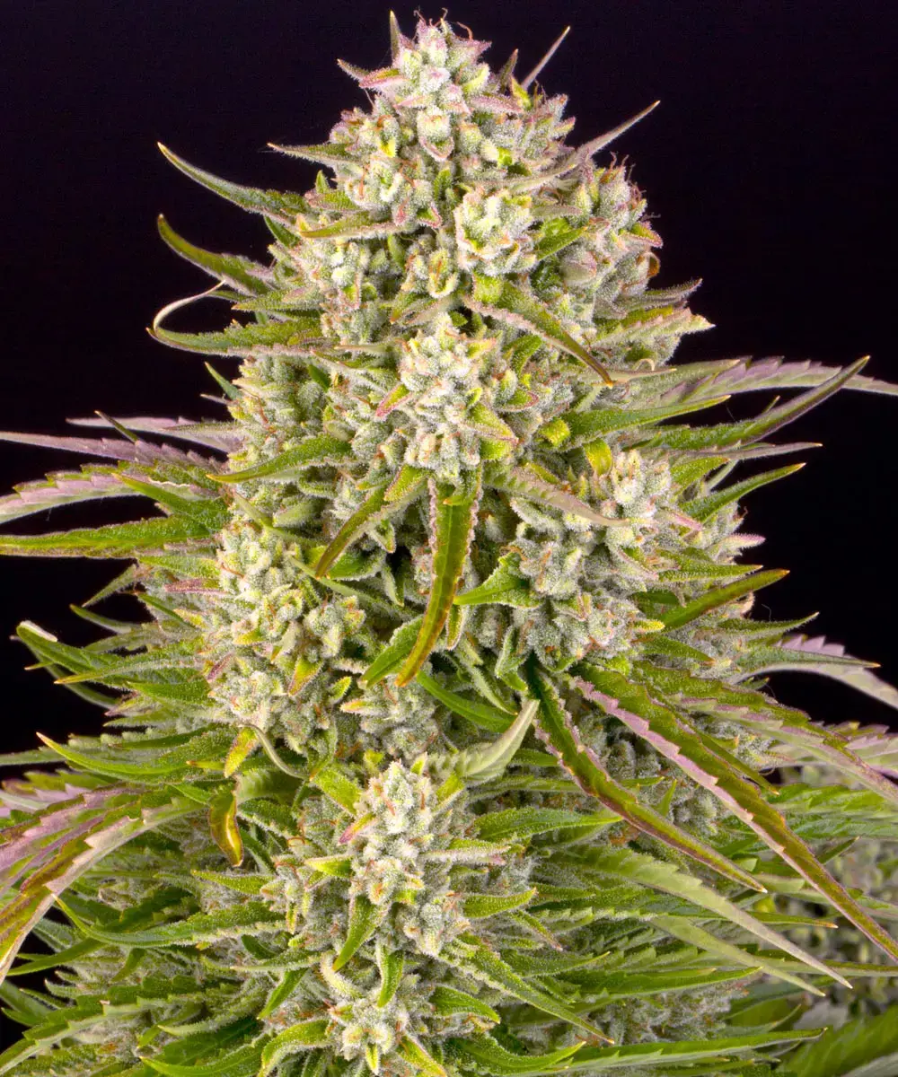 Wedding Cake Auto Barney's Farm