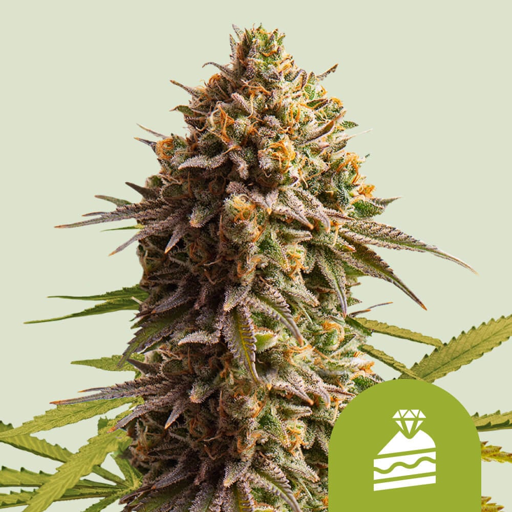 Wedding Cake Auto von Royal Queen Seeds