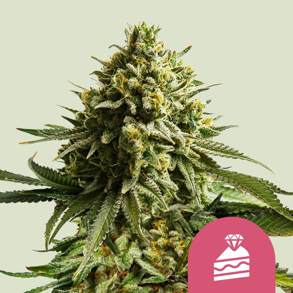 Wedding Cake von Royal Queen Seeds